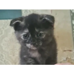 Шотландец, котенок