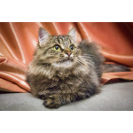 Котик Цезарь - пушистик в добрые руки