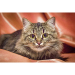 Котик Цезарь - пушистик в добрые руки