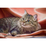Котик Цезарь - пушистик в добрые руки