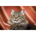 Котик Цезарь - пушистик в добрые руки
