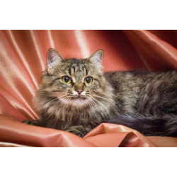 Котик Цезарь - пушистик в добрые руки