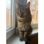 Приютский грустный котик Кекс ищет дом. В добрые руки