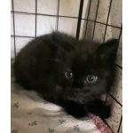 Маленький чёрненький котёнок в добрые руки