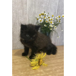 Маленький чёрненький котёнок в добрые руки