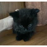 Маленький чёрненький котёнок в добрые руки