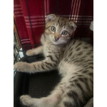 Вислоухий пятнистый котёнок Бруно в дар