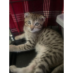 Вислоухий пятнистый котёнок Бруно в дар
