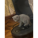 Котенок британский вислоухий
