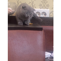 Котенок британский вислоухий