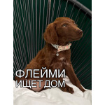 Двое прекрасных малышей ищут дом.