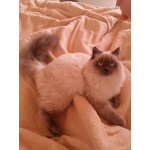 Котята Невская маскарадная кошечка и котик блю поинт окрас