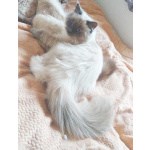 Котята Невская маскарадная кошечка и котик блю поинт окрас