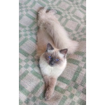 Котята Невская маскарадная кошечка и котик блю поинт окрас