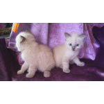 Котята Невская маскарадная кошечка и котик блю поинт окрас