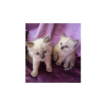 Котята Невская маскарадная кошечка и котик блю поинт окрас
