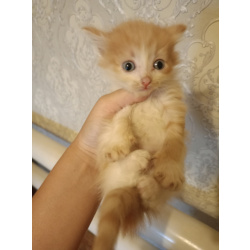 котят в добрые руки