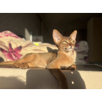 Абиссинские котята