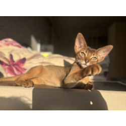 Абиссинские котята