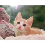 Рыжий малыш. Котенок 2,5 мес в добрые руки.