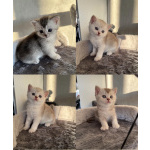 Шотландские прямоухие котята
