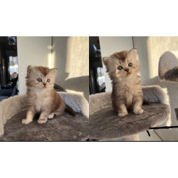 Шотландские прямоухие котята