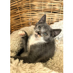 Милая Уся, котенок 2,5 мес в добрые руки.