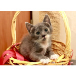 Милая Уся, котенок 2,5 мес в добрые руки.