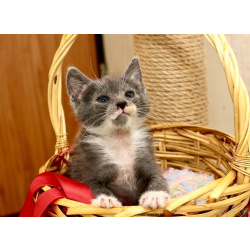 Милая Уся, котенок 2,5 мес в добрые руки.