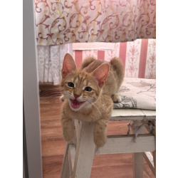 Красивый умный котенок
