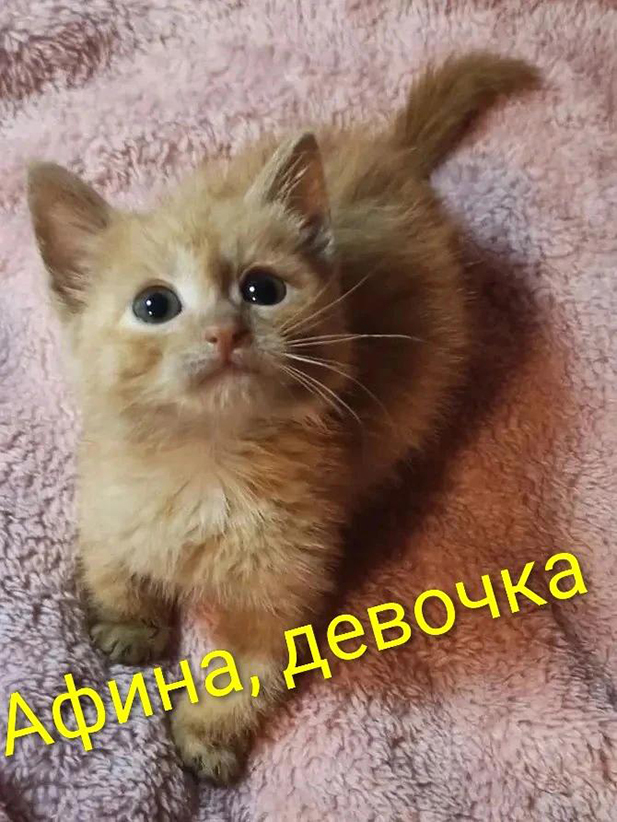 Красивые котята в добрые руки. Рыжие и чёрный дым