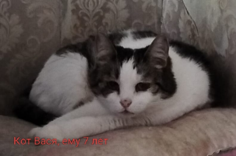 Ласковые сиротки ищут дом