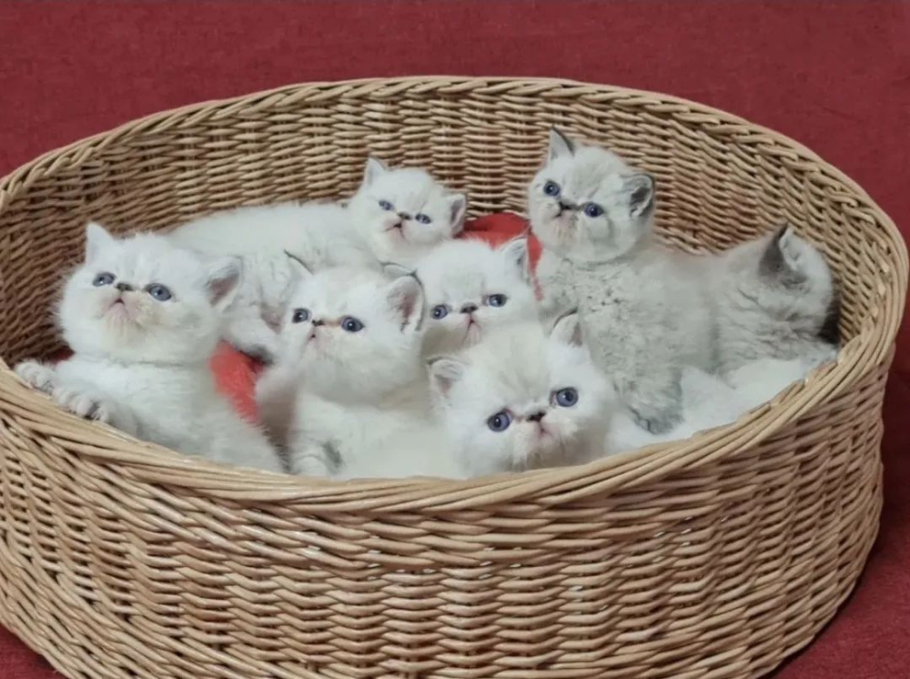 Экзотические короткошерстные котята