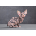 Питомник