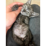 Красивые котята в добрые руки. Рыжие и чёрный дым