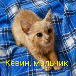 Красивые котята в добрые руки. Рыжие и чёрный дым