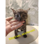Красивые котята в добрые руки. Рыжие и чёрный дым
