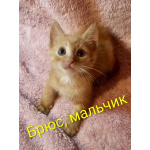 Красивые котята в добрые руки. Рыжие и чёрный дым