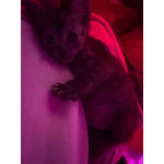 Красивые котята в добрые руки. Рыжие и чёрный дым
