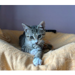 Очень игривый котенок Туся ищет дом