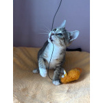 Очень игривый котенок Туся ищет дом