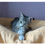 Очень игривый котенок Туся ищет дом