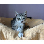 Очень игривый котенок Туся ищет дом