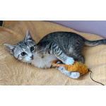 Очень игривый котенок Туся ищет дом