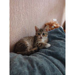 Очень игривый котенок Туся ищет дом