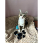 Очень игривый котенок Туся ищет дом