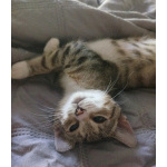 Очень игривый котенок Туся ищет дом