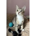 Очень игривый котенок Туся ищет дом