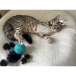Очень игривый котенок Туся ищет дом