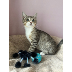 Очень игривый котенок Туся ищет дом